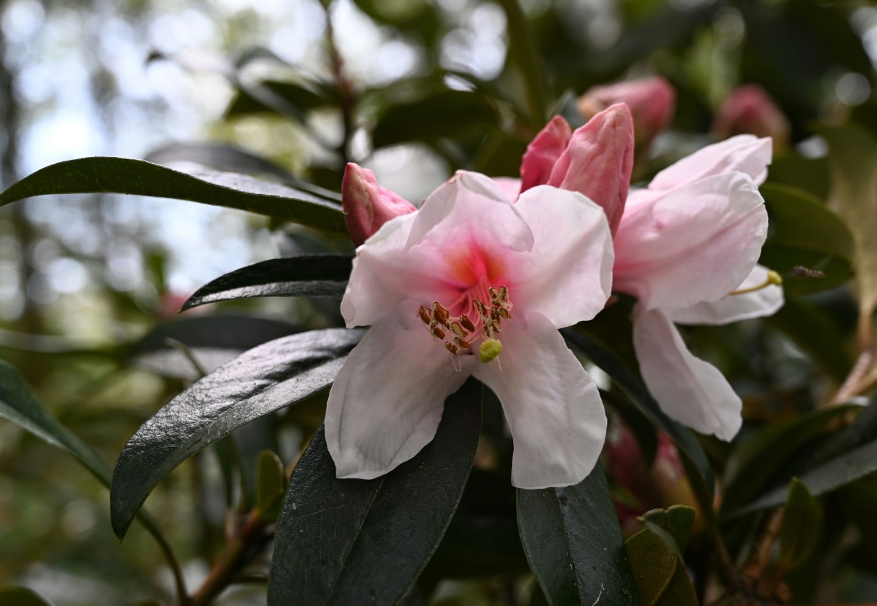 R. maddenii ssp. maddenii (as polyandrum)